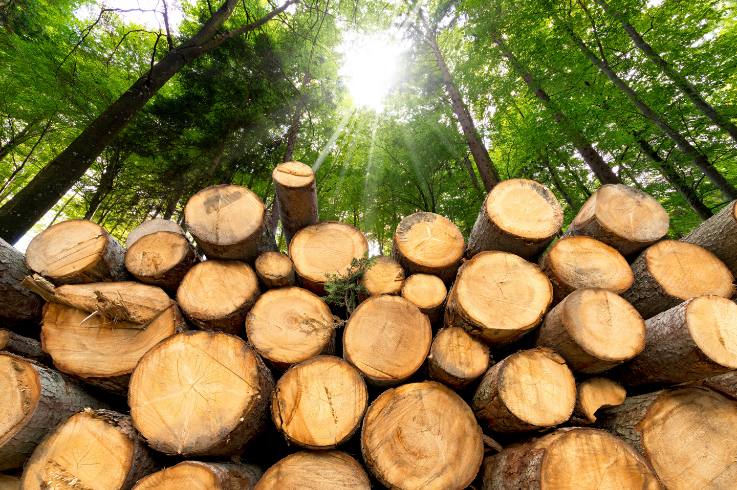 Control Union – Forestry