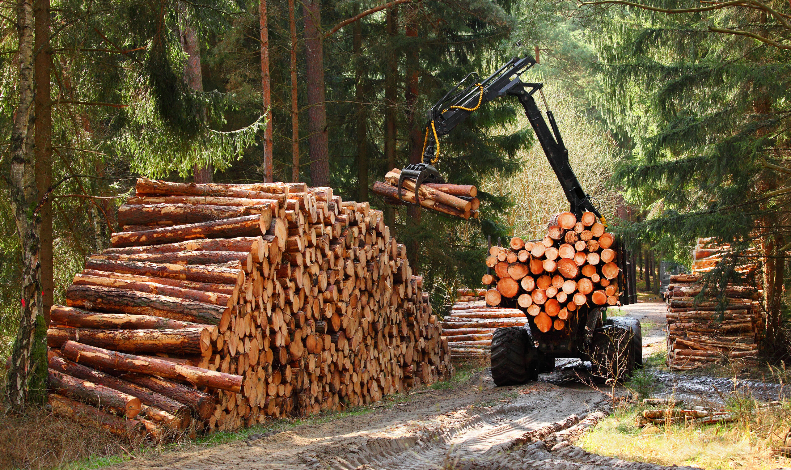 Forestry