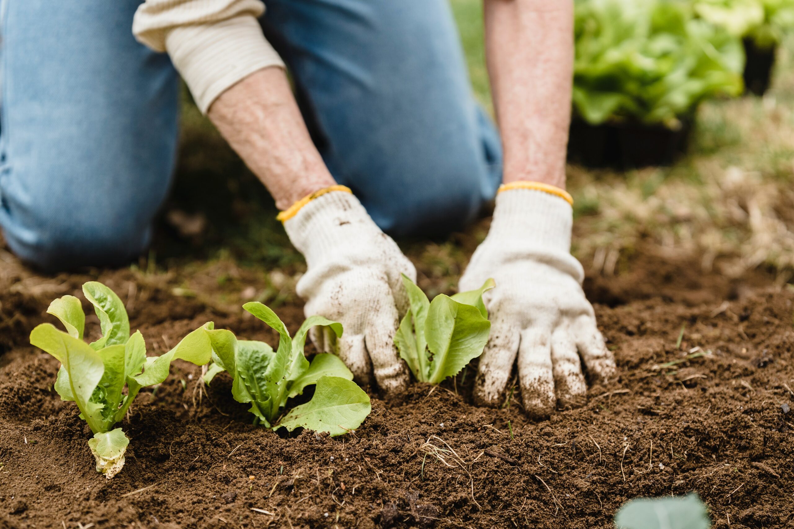 Landbouw en tuinbouw Nederland