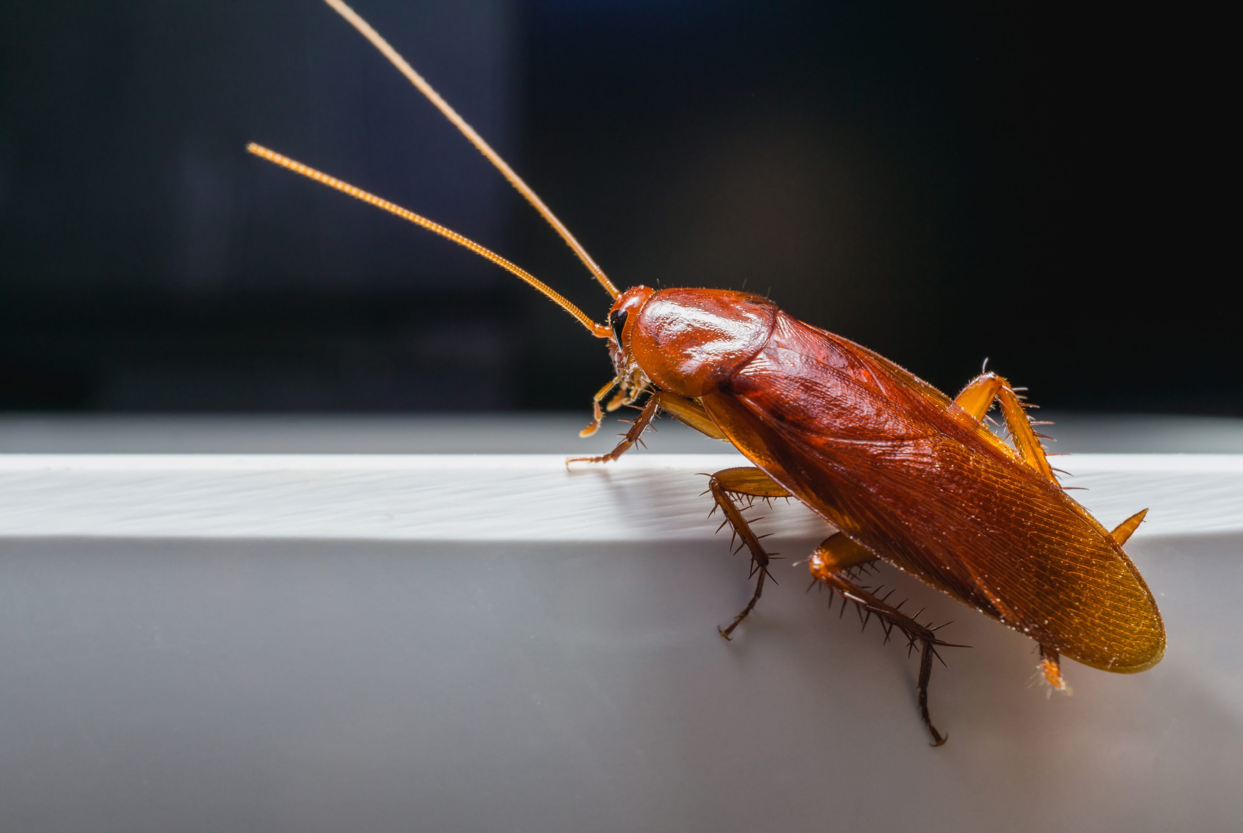 Control Union – Pest management – Vessel disinfection