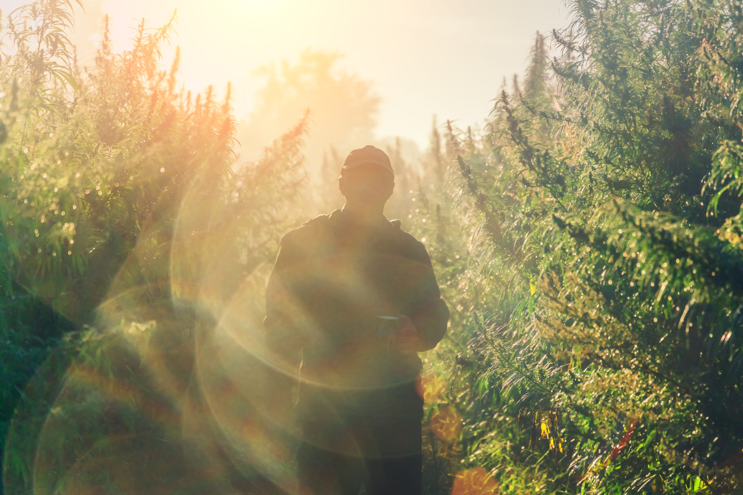 Control Union – Certificering – RHS – Responsible Hemp Standard