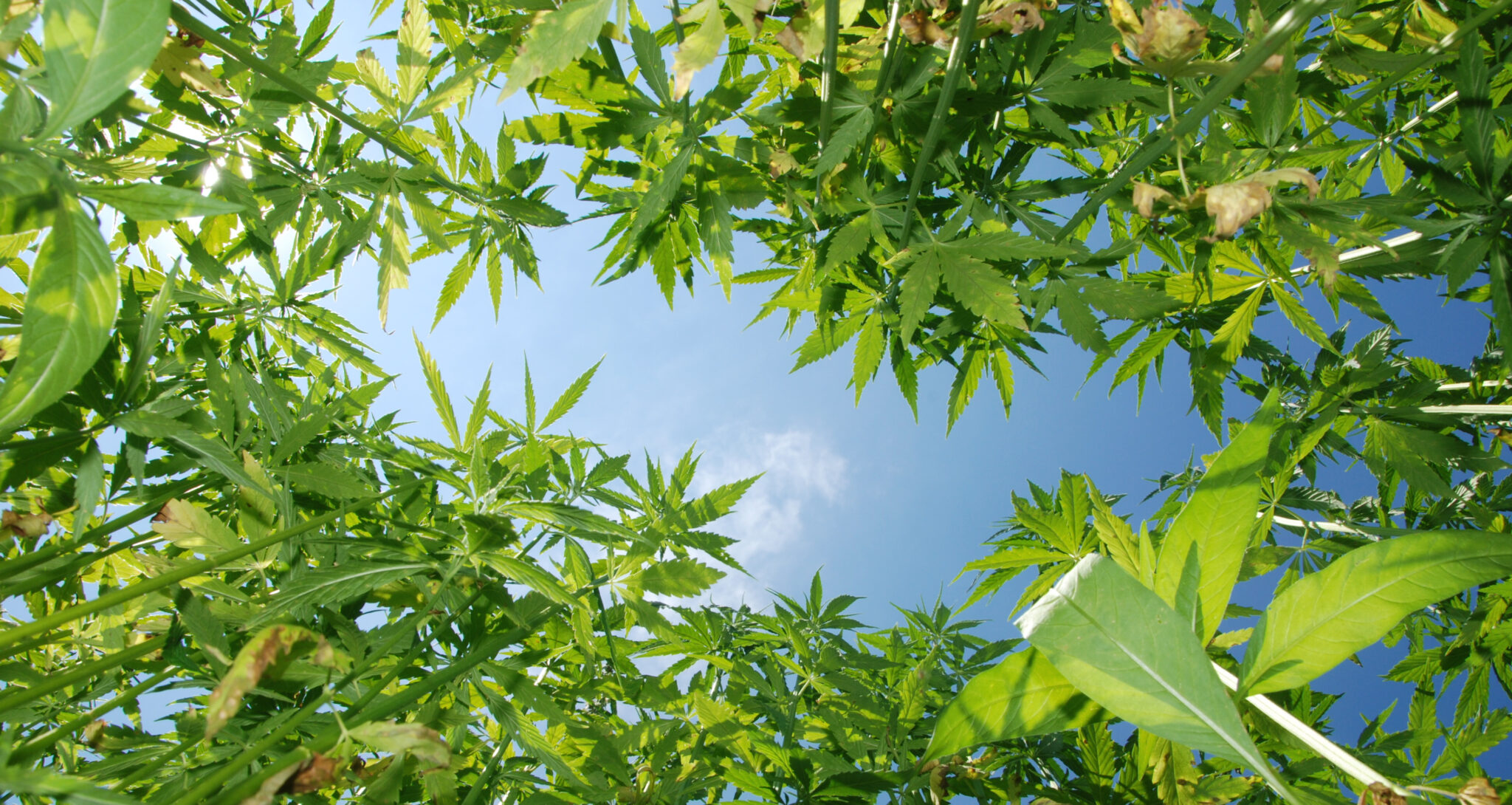 Control Union – Certificering – RHS – Responsible Hemp Standard
