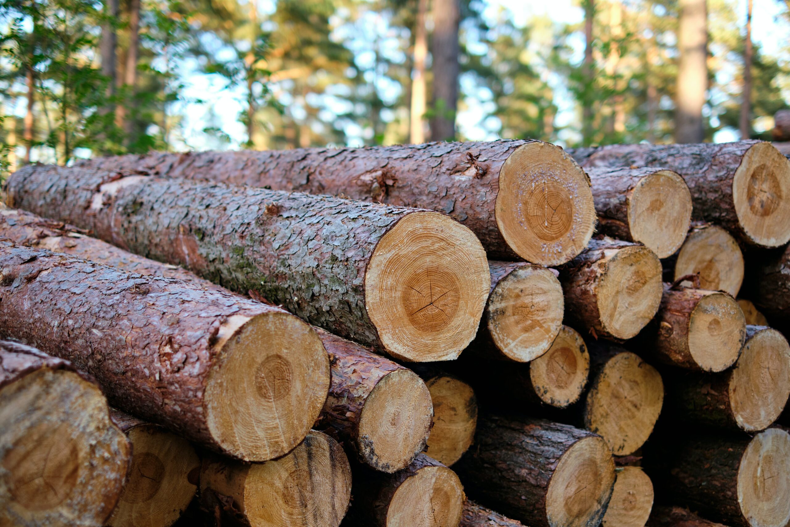 Bosbouw en natuur