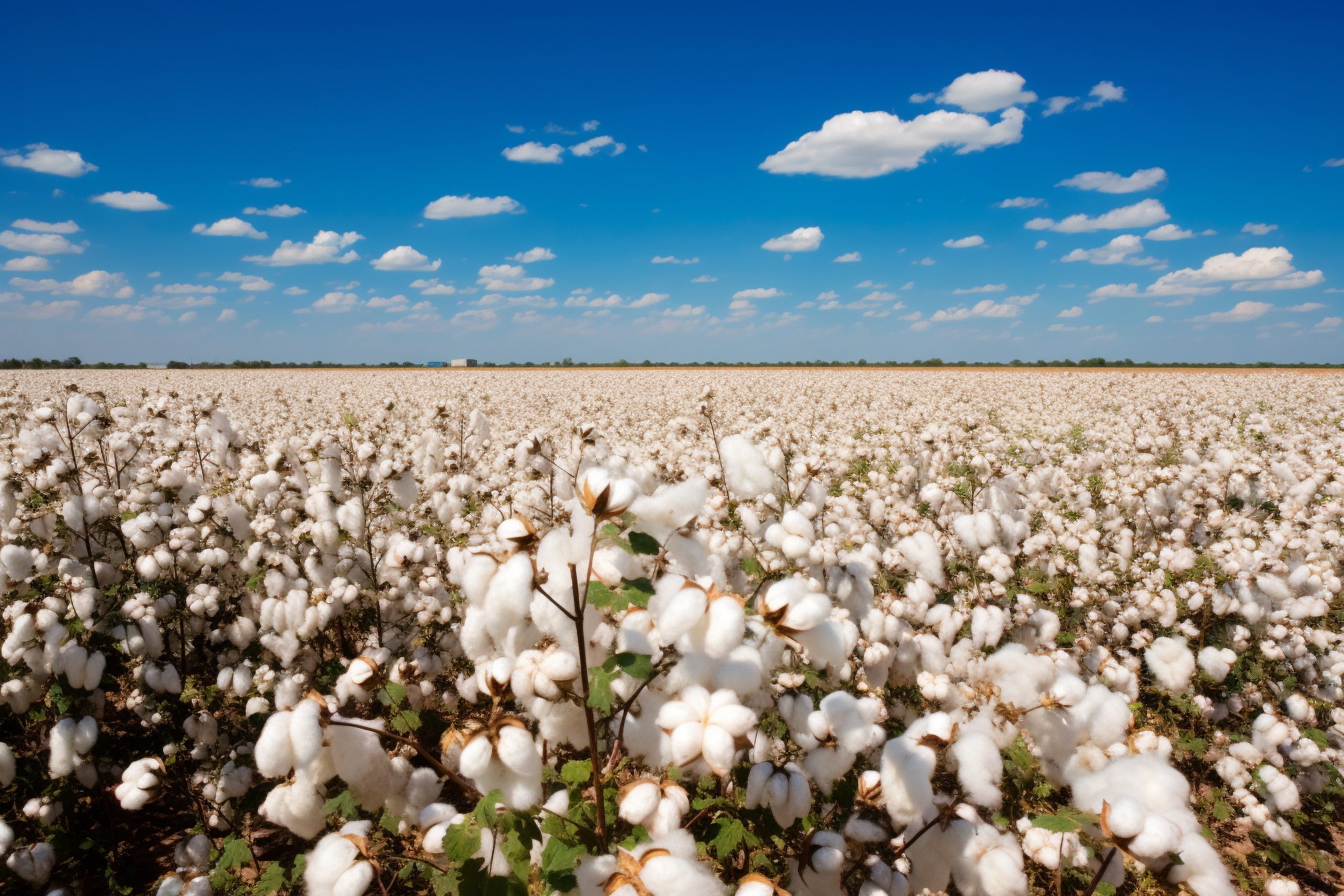 Control Union – Certificering – Better Cotton Chain of Custody