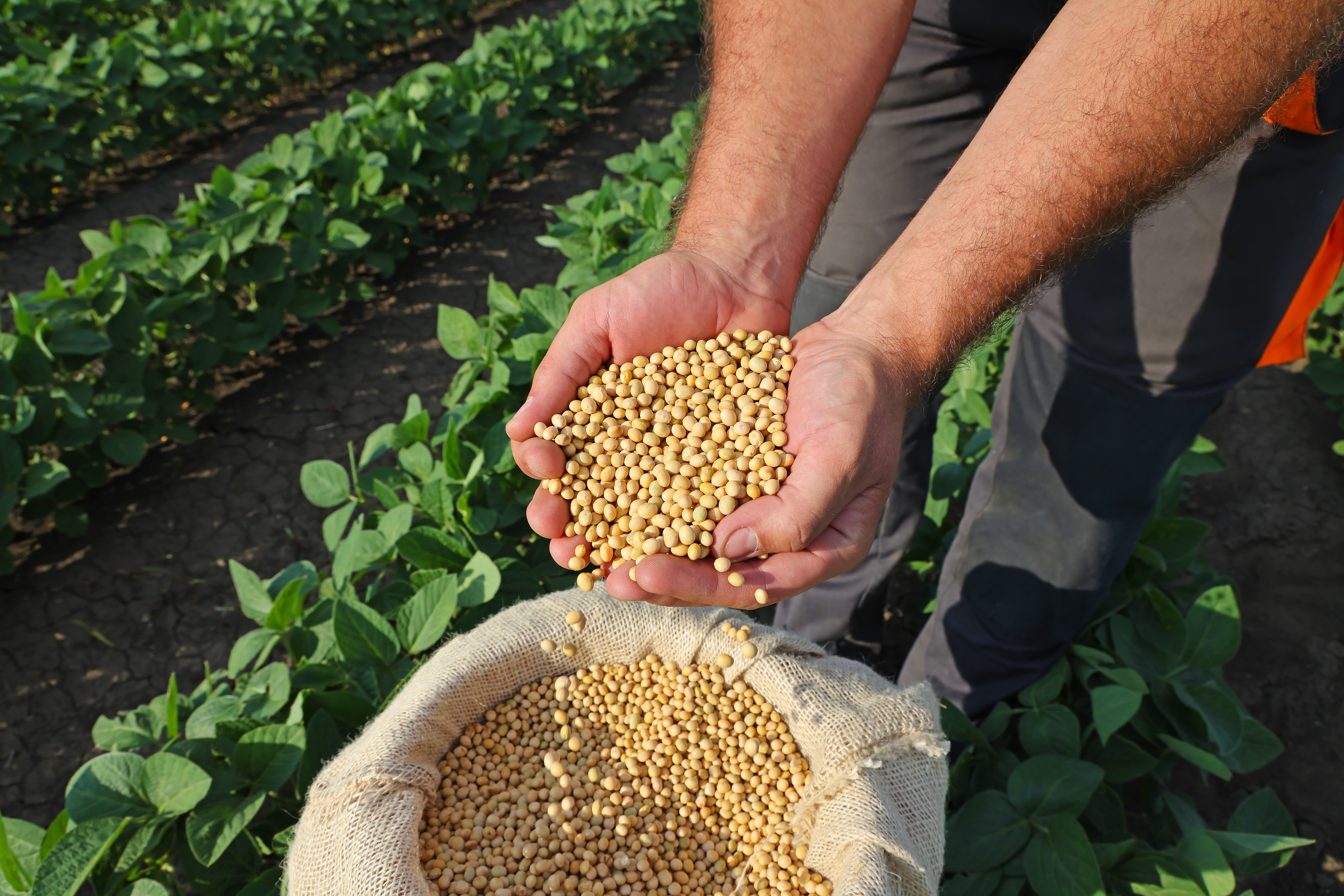 Control Union – certificering – topcrop