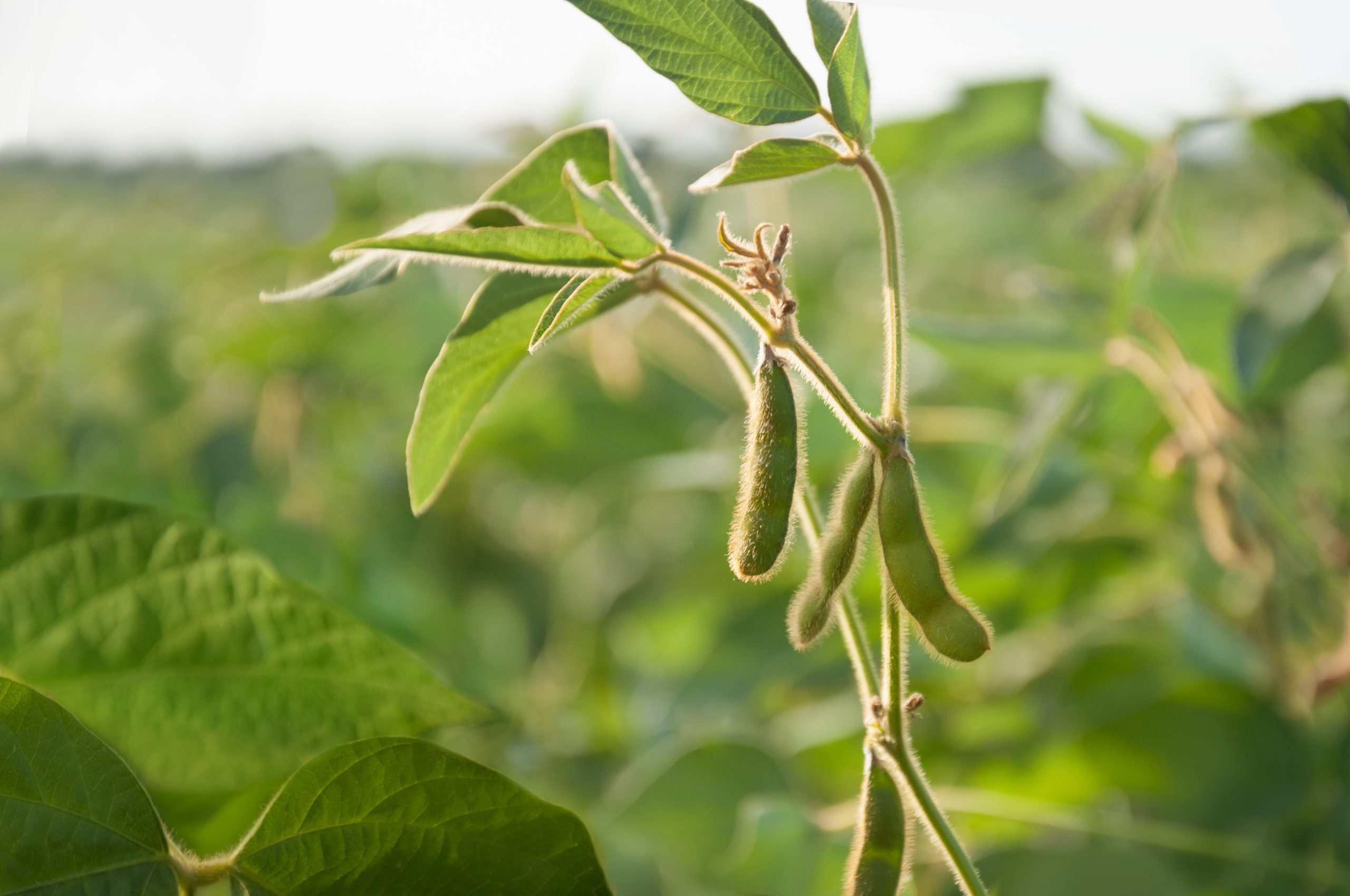 Soy and soy products