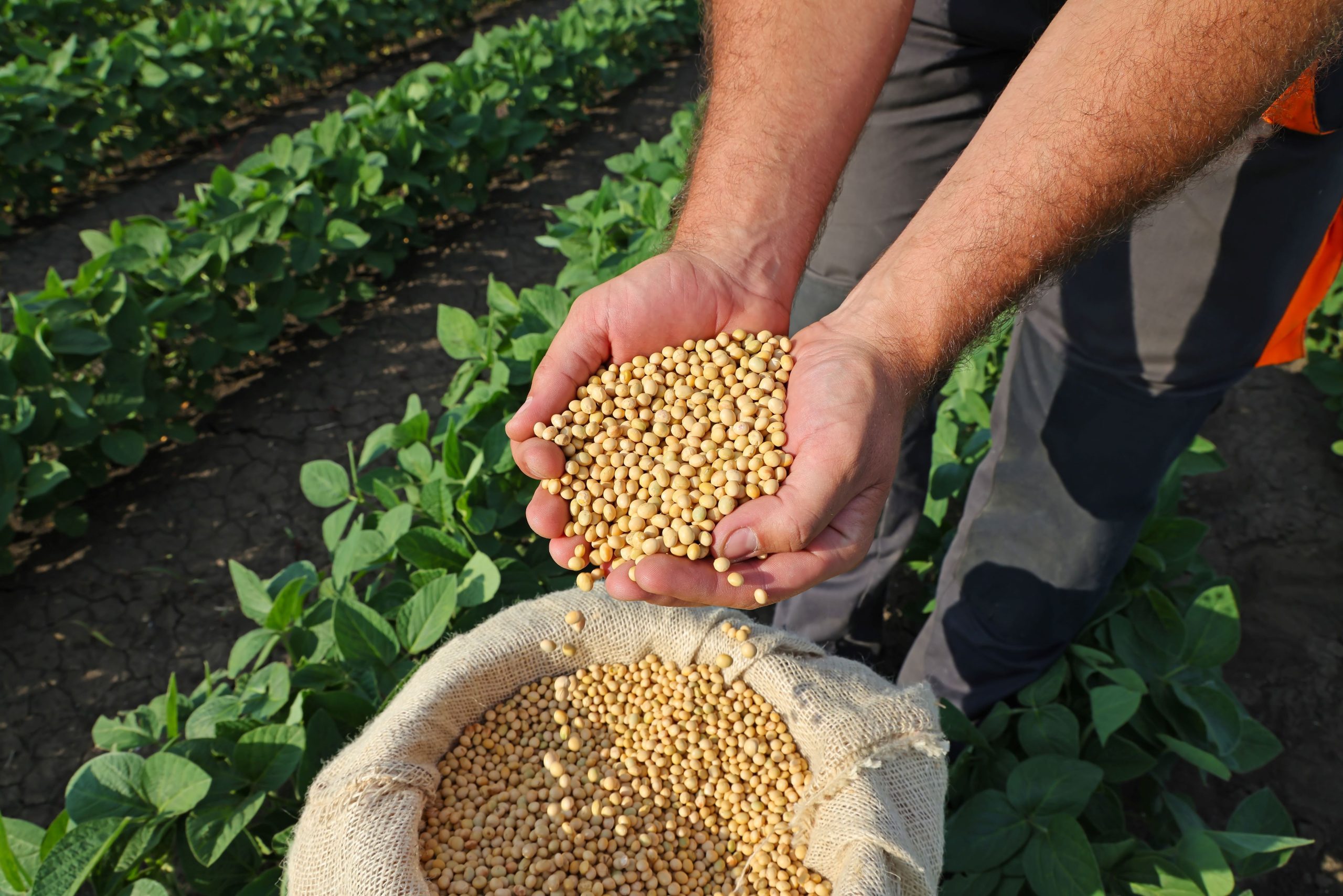Control Union - Certifications - Soy