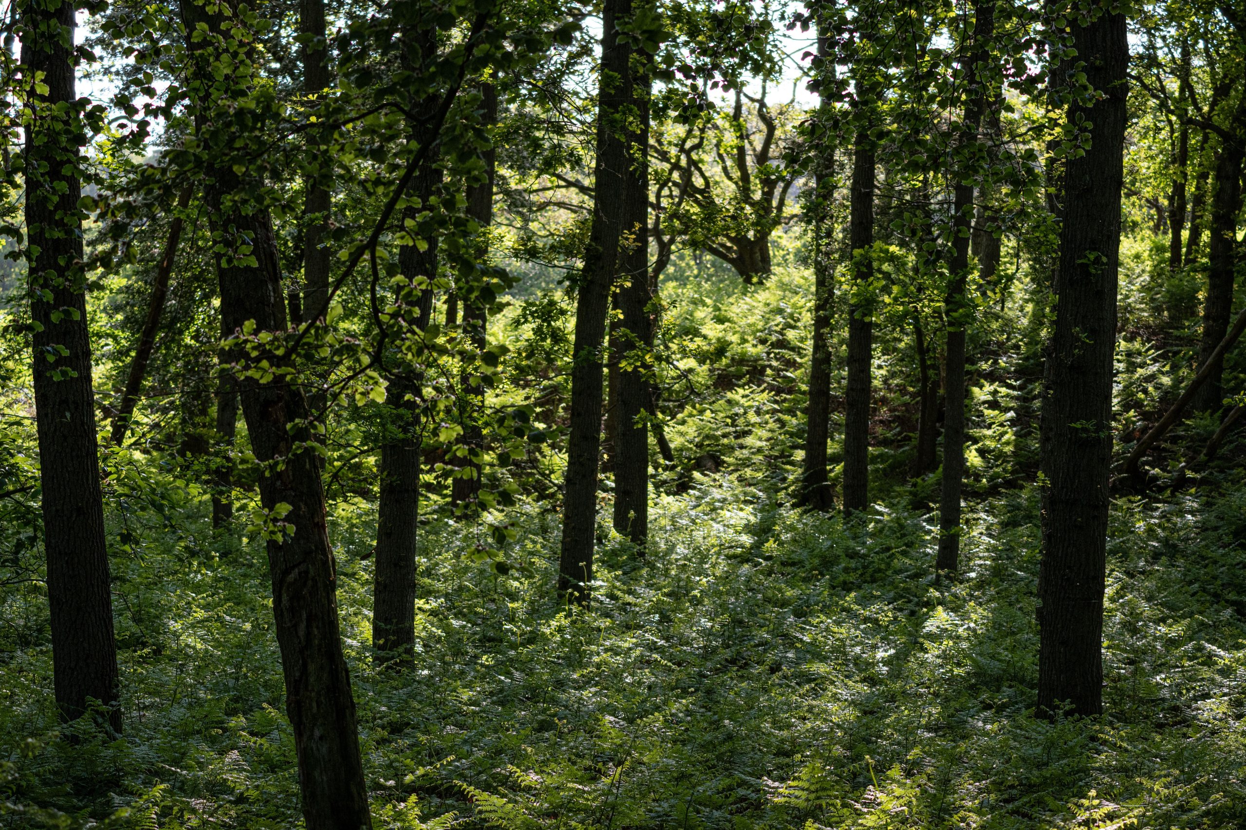 Auditor Groenkeur – Freelance