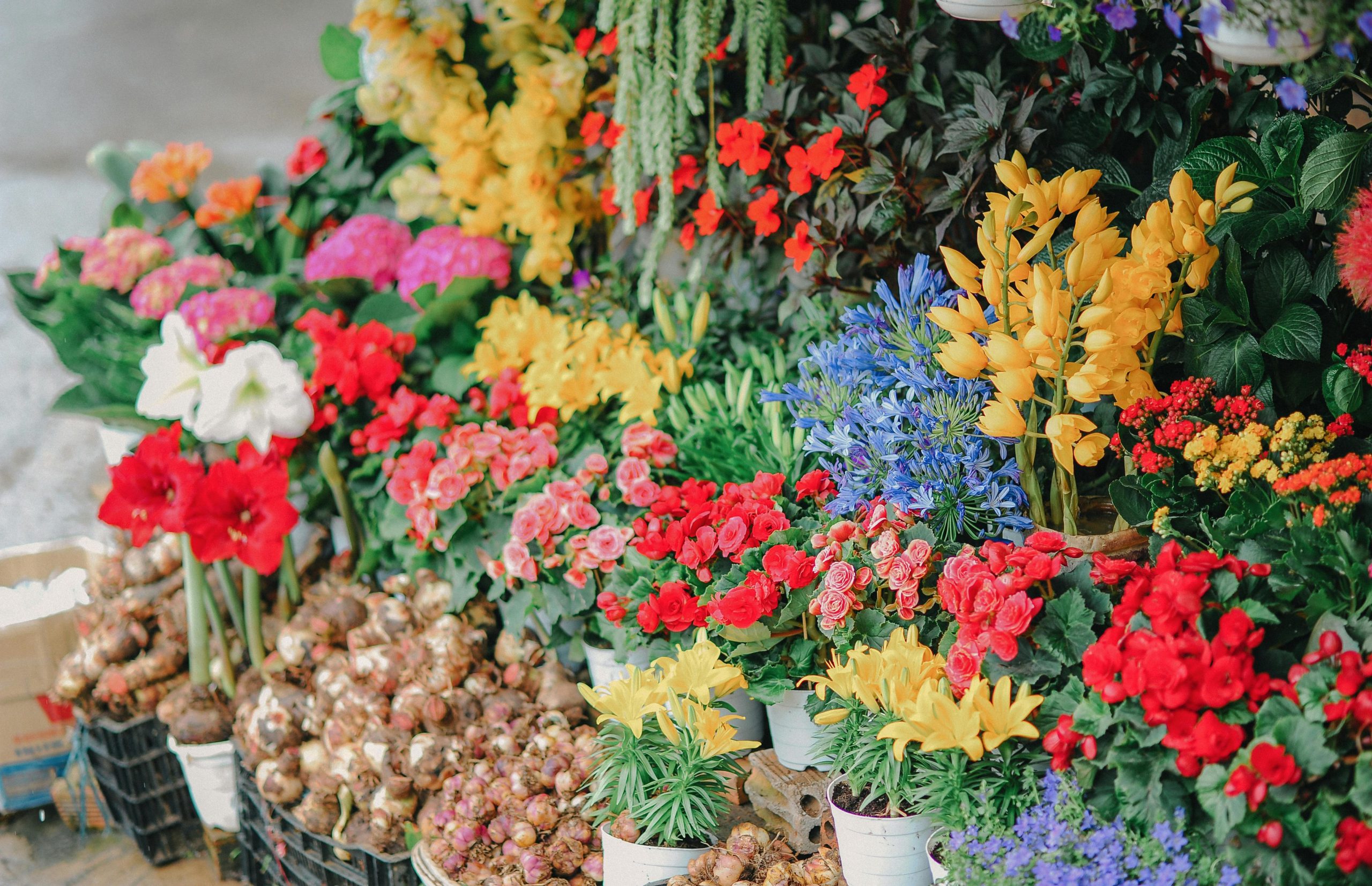 Bloemen, planten & bloembollen