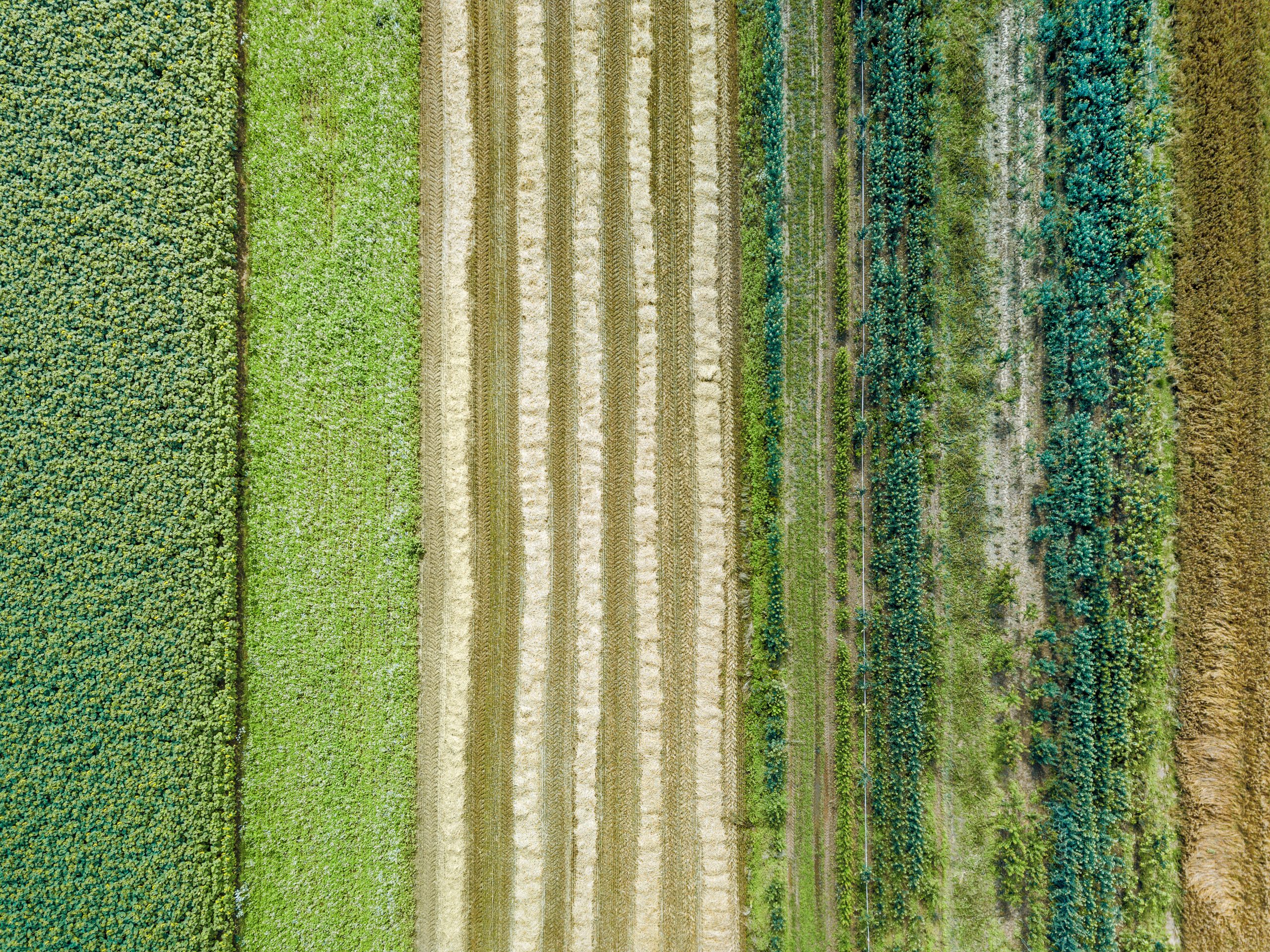 Control Union – Regenerative Agriculture